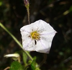 Solanum caripense