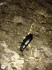 Coleoptera
