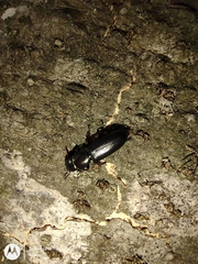 Coleoptera
