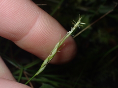 Carex horizontalis