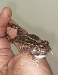 Tomopterna cryptotis