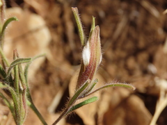 Cordylanthus pilosus