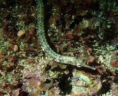 Corythoichthys intestinalis