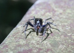 Phintella bifurcilinea