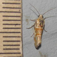 Spragueia jaguaralis