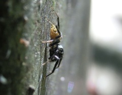 Phintella bifurcilinea