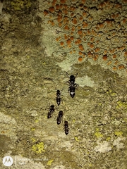 Formicidae