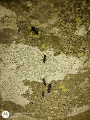 Formicidae