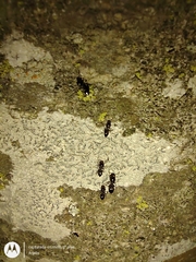 Formicidae