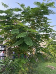 Delonix regia