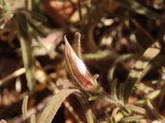 Cordylanthus pilosus