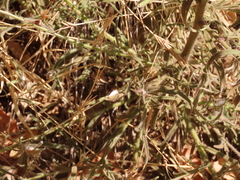 Cordylanthus pilosus