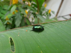 Lagochile emarginata