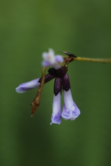 Amphicarpaea ferruginea