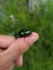 Lagochile emarginata