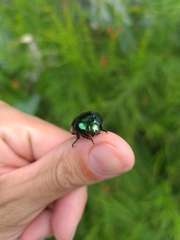 Lagochile emarginata