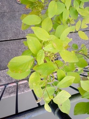 Dendrolobium umbellatum