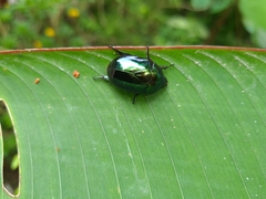 Lagochile emarginata