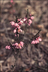 Tetratheca labillardierei