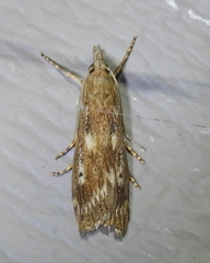 Occidentalia comptulatalis