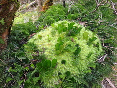 Dicranoloma robustum