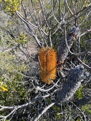 Banksia ericifolia