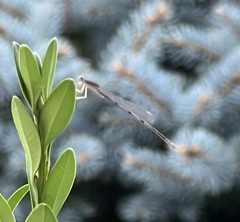 Enallagma vesperum