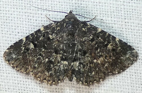 Diabolical Fungus Moth photo 2