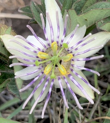 Passiflora karwinskii