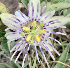 Passiflora karwinskii