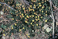 Pultenaea pedunculata