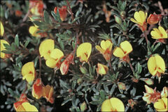 Pultenaea pedunculata
