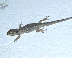 Lygodactylus chobiensis
