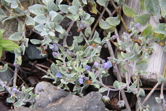 Mertensia maritima