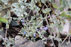 Mertensia maritima