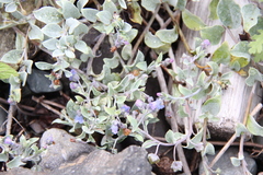 Mertensia maritima
