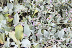 Mertensia maritima