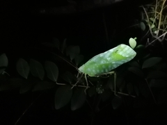 Celidophylla albimacula