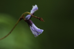 Amphicarpaea ferruginea