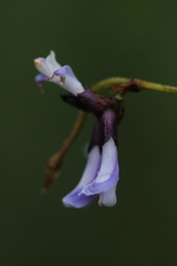 Amphicarpaea ferruginea