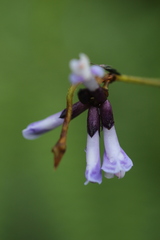 Amphicarpaea ferruginea