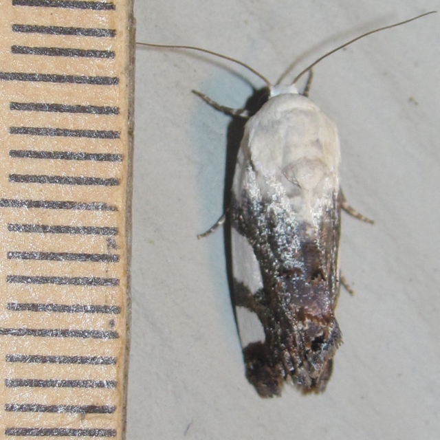 Four-patched Bird-dropping Moth