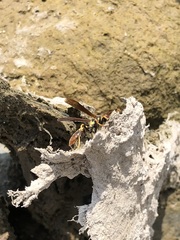 Polistes peruvianus