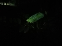 Celidophylla albimacula