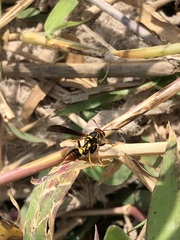 Polistes peruvianus