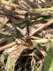 Polistes peruvianus