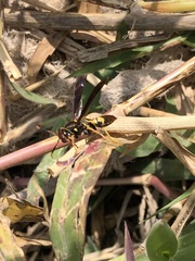 Polistes peruvianus