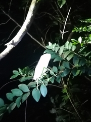 Celidophylla albimacula