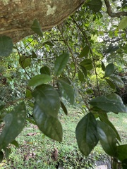 Ficus punctata