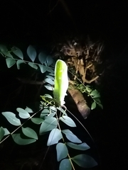 Celidophylla albimacula